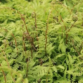 Athyrium filix-femina Lady in Red