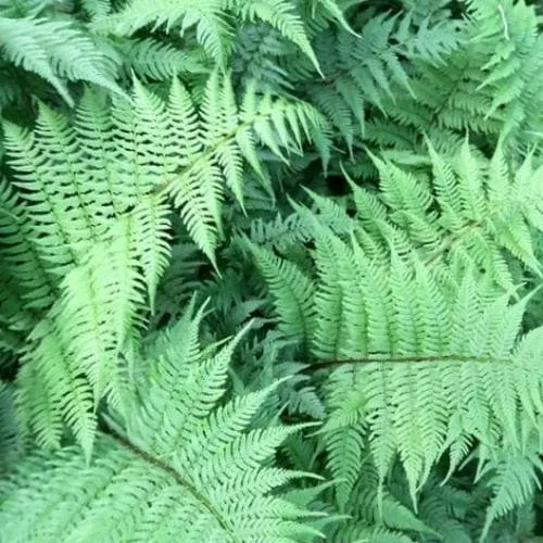 Athyrium filix-femina Lady in Red