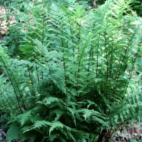 Athyrium filix-femina Lady in Red