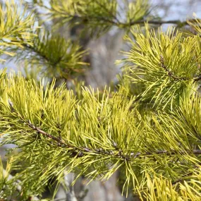 Virginia Pine - Pinus virginiana 'Wate's Golden'