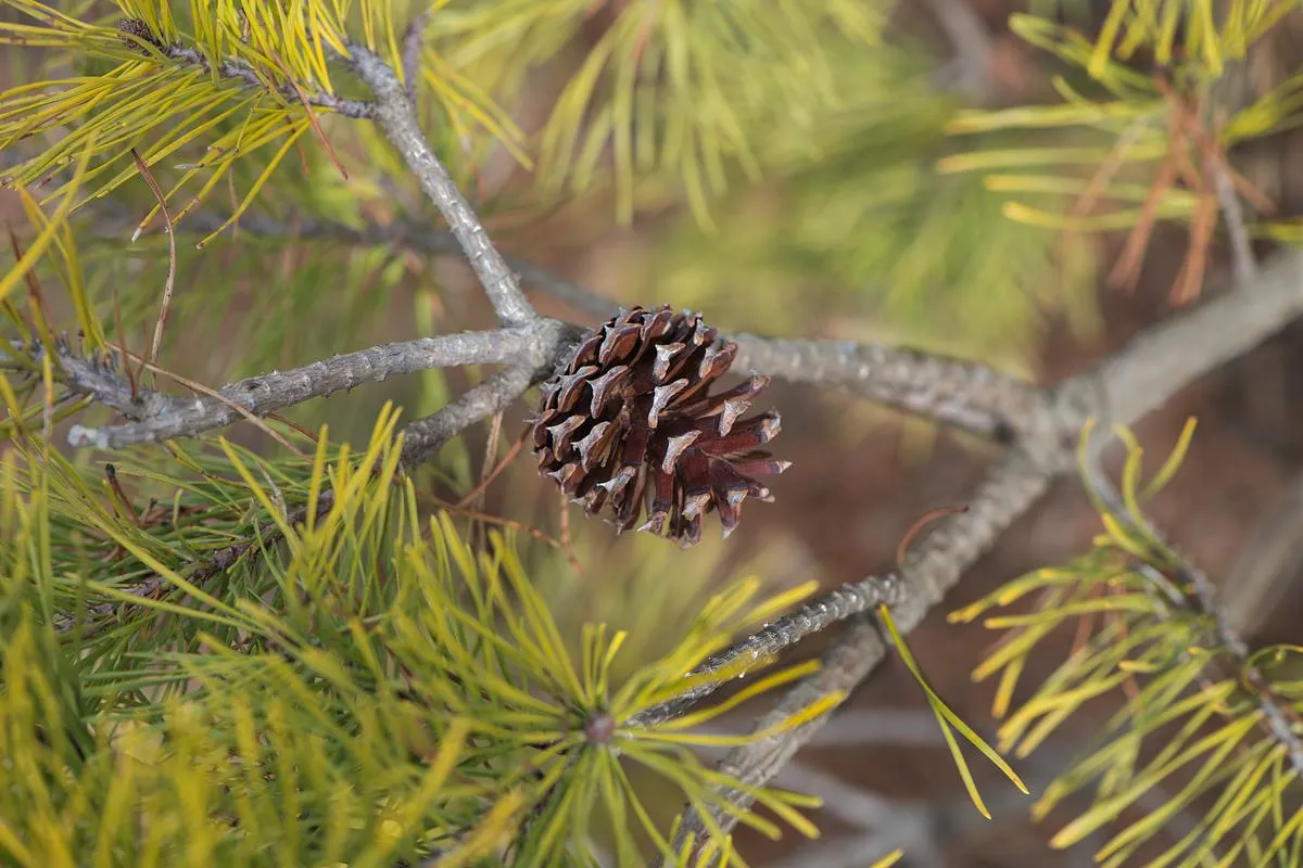 Virginia Pine - Pinus virginiana 'Wate's Golden'