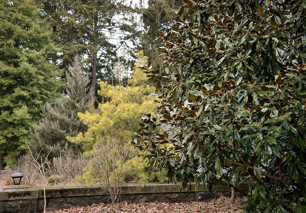 Virginia Pine - Pinus virginiana 'Wate's Golden'